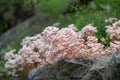 White stonecrop Sedum album, white flowering plants